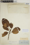 Sloanea durissima image