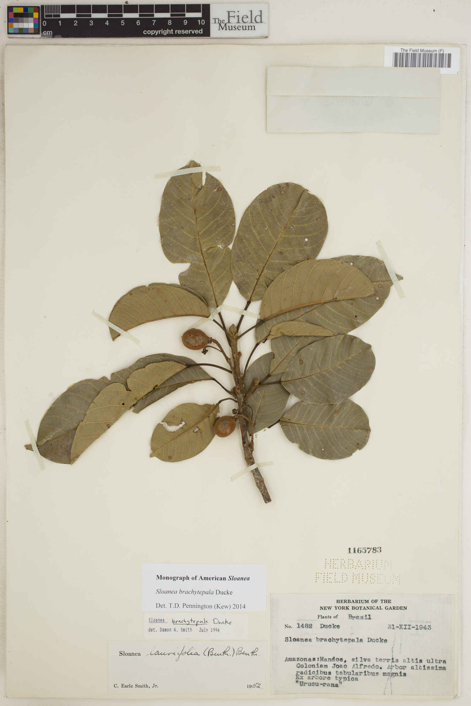 Sloanea brachytepala image