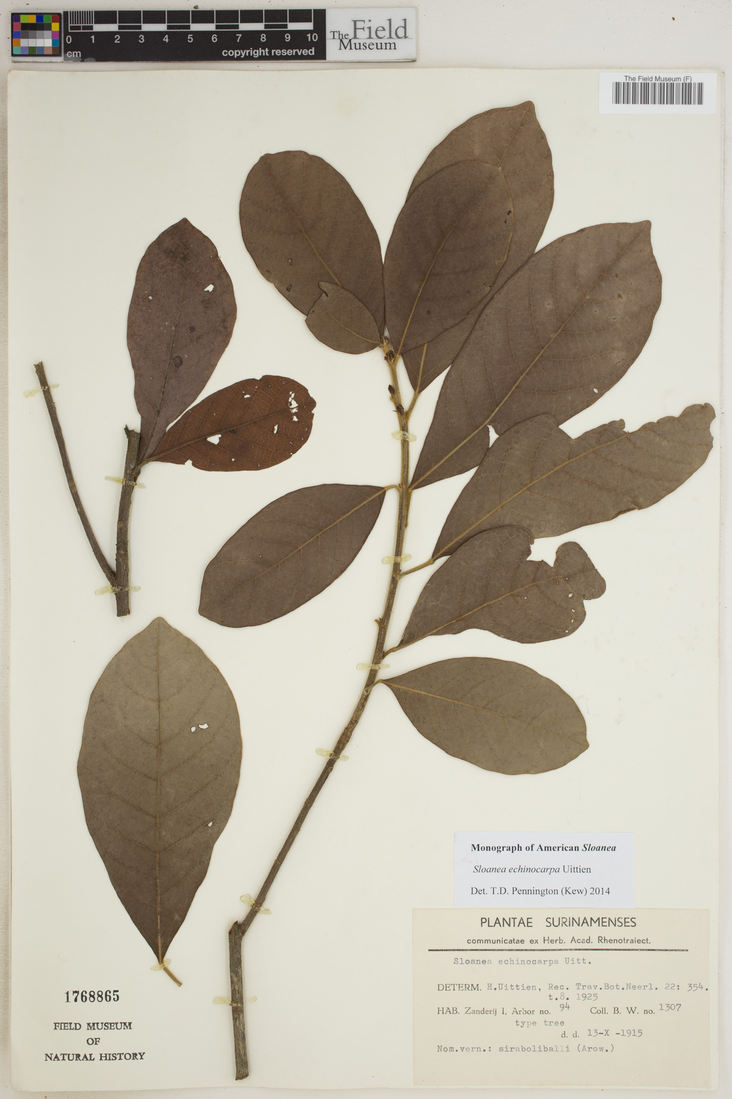 Sloanea echinocarpa image