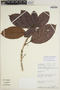 Sloanea brachytepala image