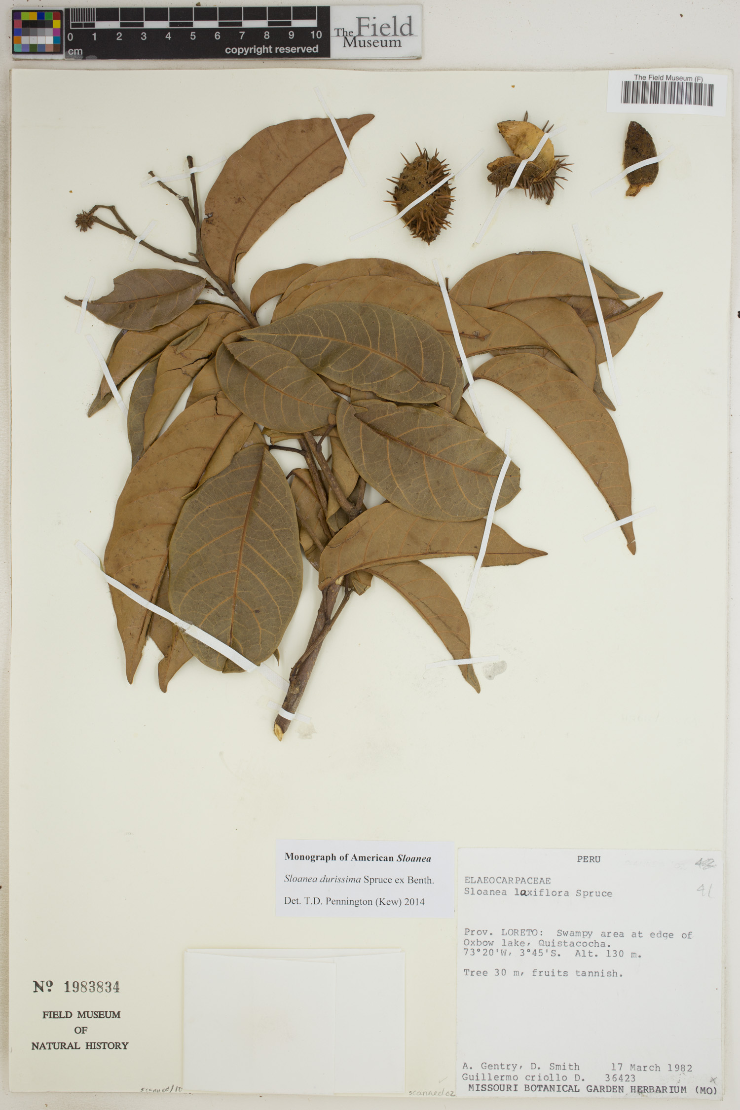 Sloanea durissima image