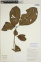 Sloanea eichleri image