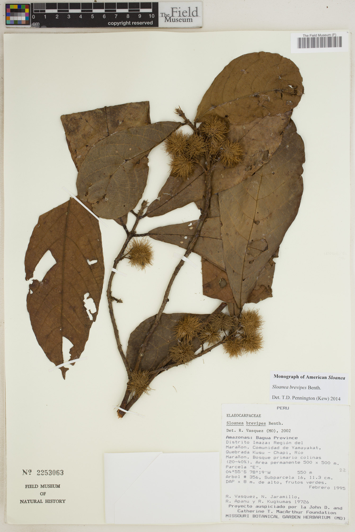 Sloanea brevipes image