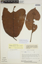 Sloanea anoriensis image