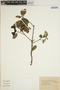 Sloanea monosperma image