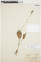 Cranichis antioquiensis image