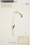 Cyclopogon elegans image