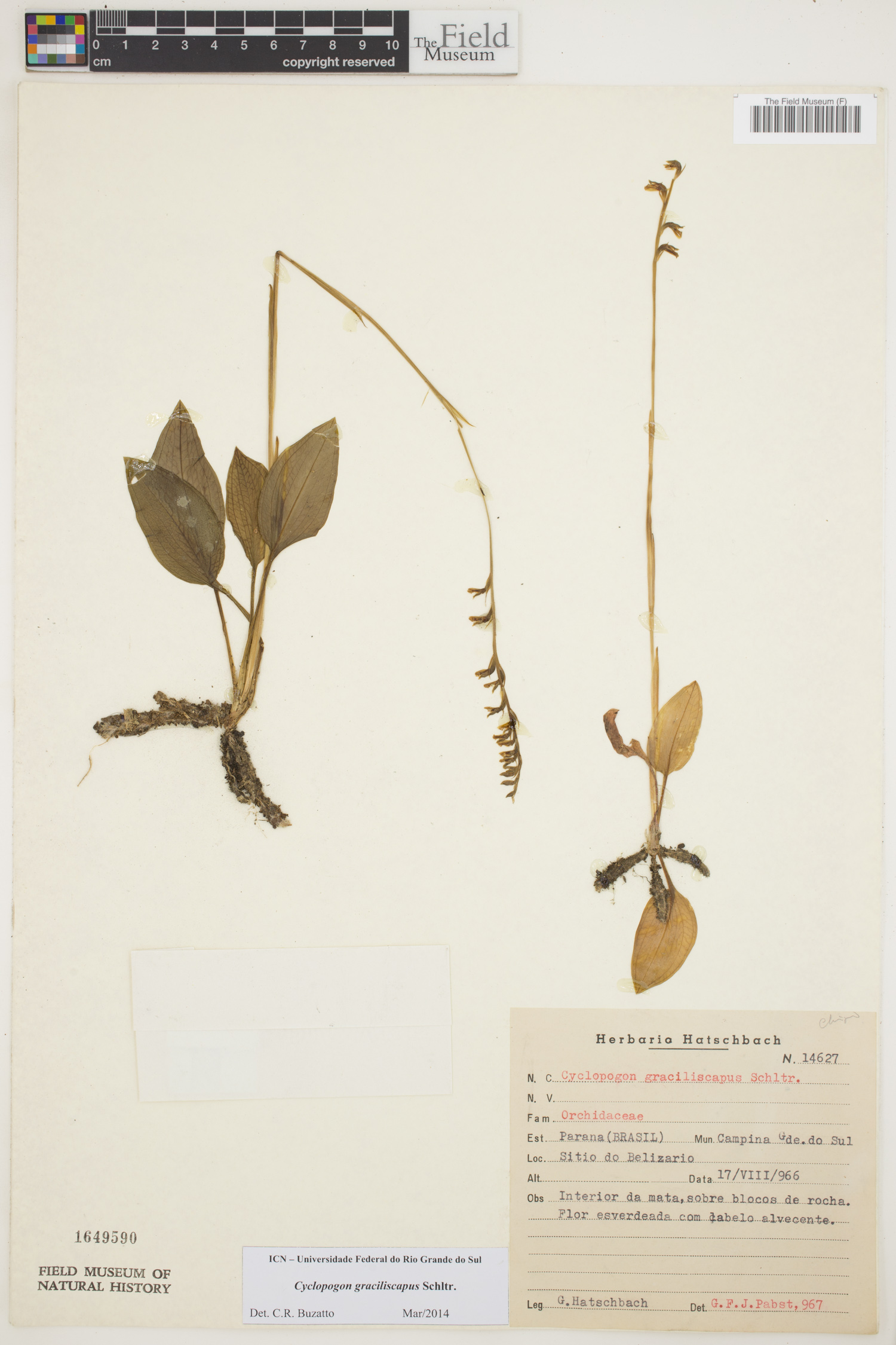 Cyclopogon graciliscapus image