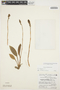 Cyclopogon peruvianus image