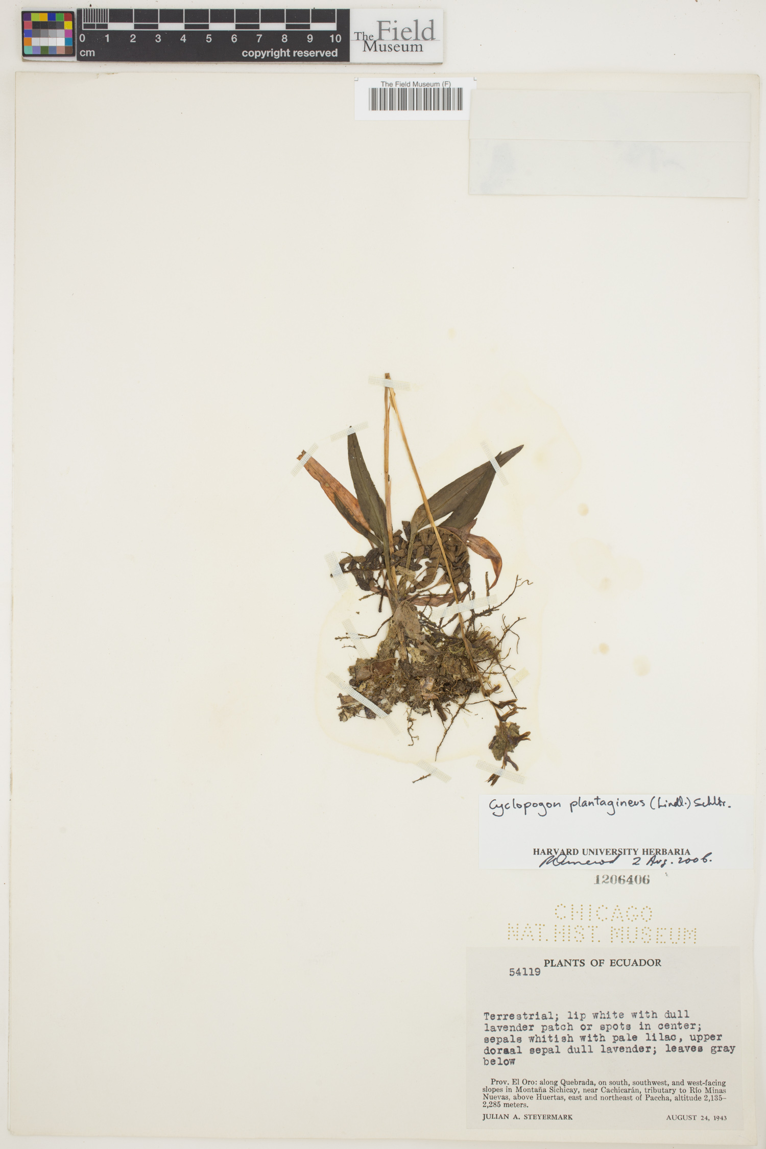 Cyclopogon plantagineus image