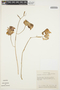 Coryanthes trifoliata image