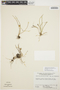 Maxillaria dunstervilleorum image