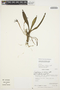 Cryptocentrum latifolium image