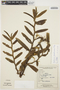 Maxillaria frontinoensis image