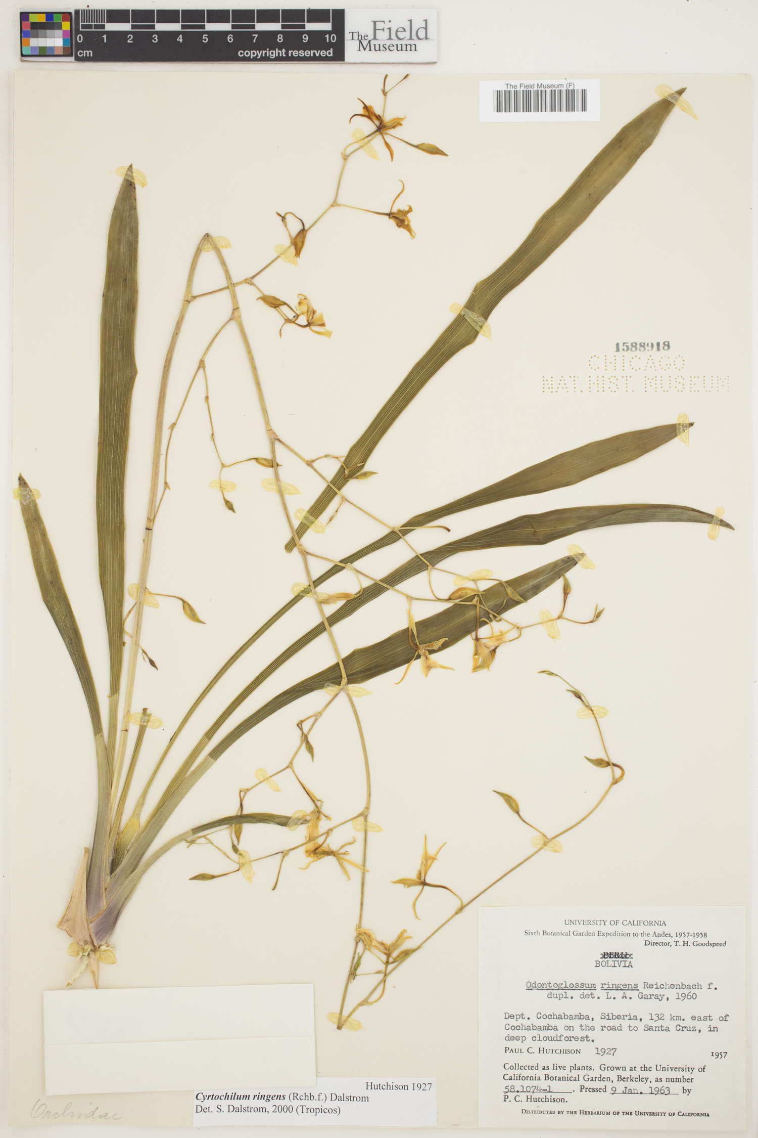 Cyrtochilum ringens image