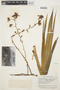 Cyrtopodium andersonii image