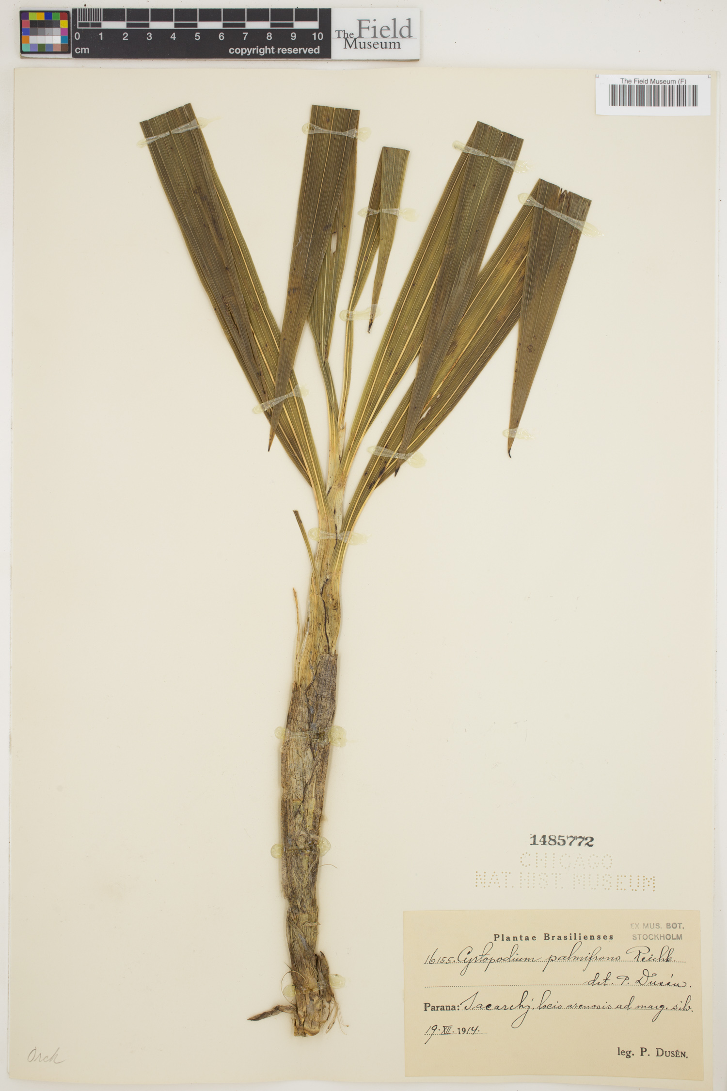 Cyrtopodium palmifrons image