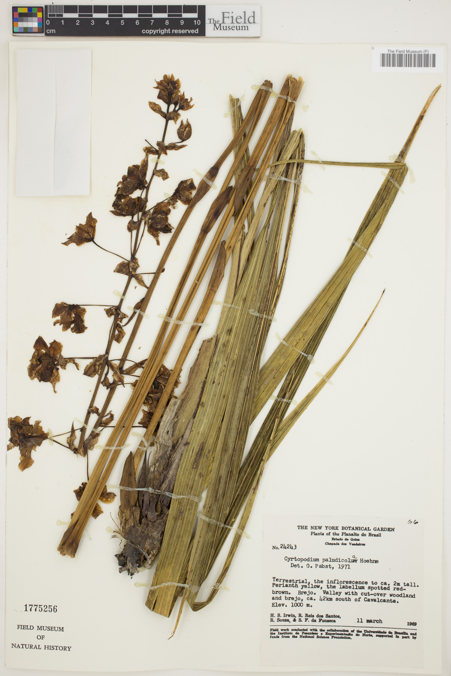 Cyrtopodium paludicola image