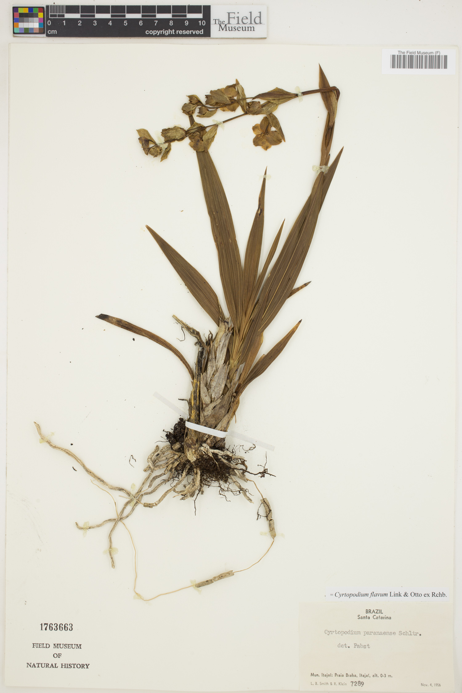 Cyrtopodium flavum image