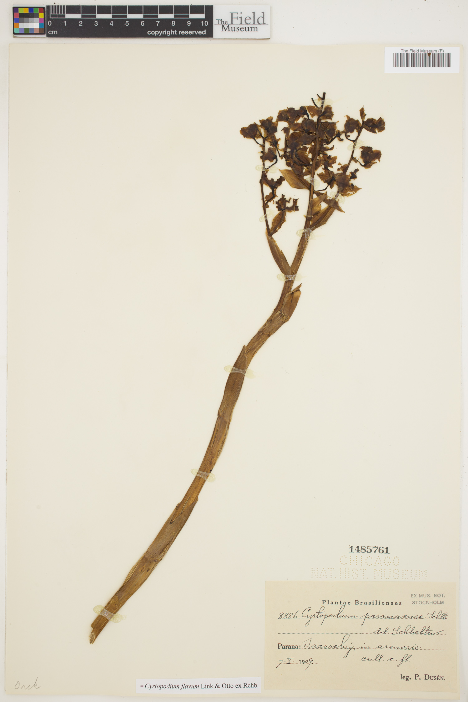 Cyrtopodium flavum image