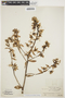 Cyrtopodium virescens image