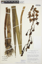 Cyrtopodium virescens image