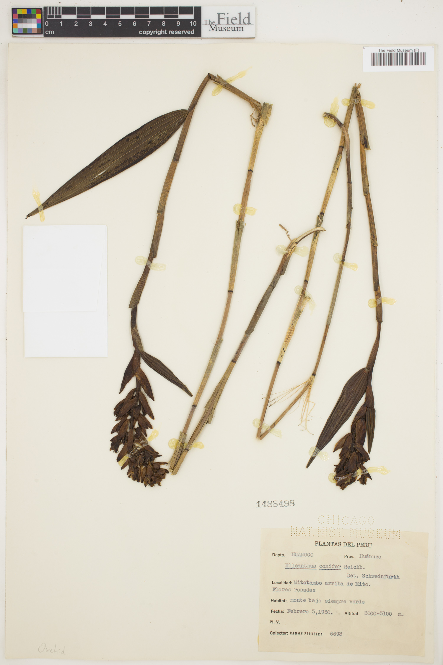 Elleanthus conifer image