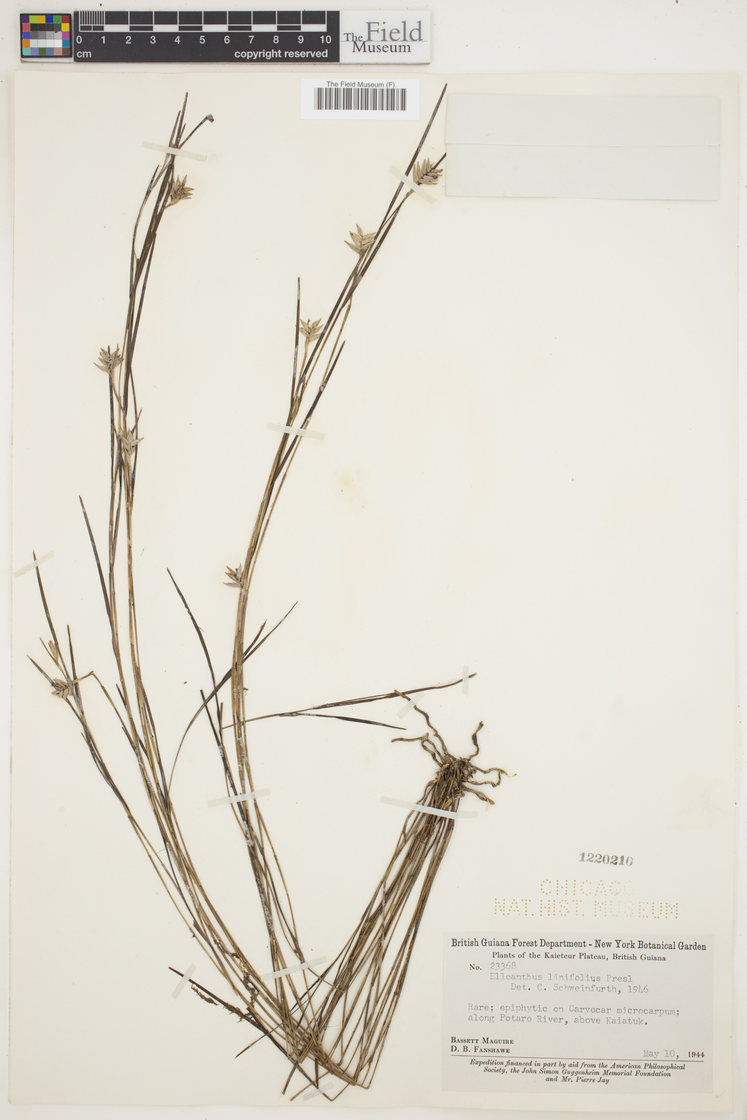 Elleanthus linifolius image