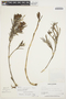 Elleanthus phorcophyllus image