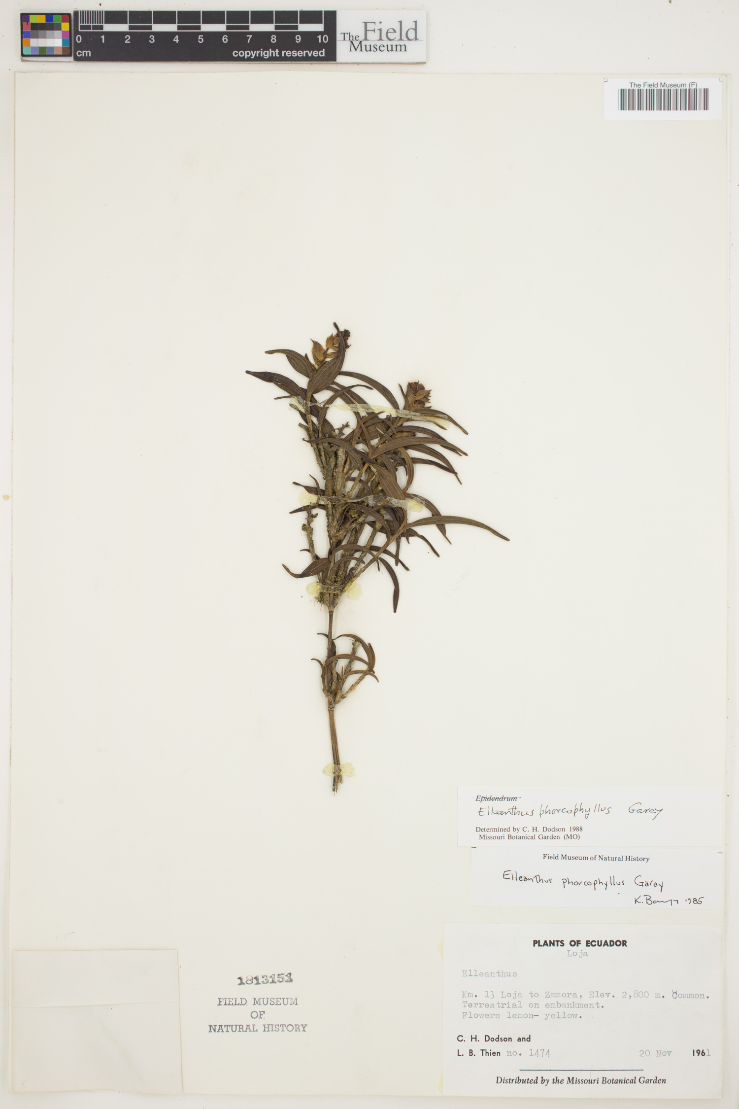 Elleanthus phorcophyllus image