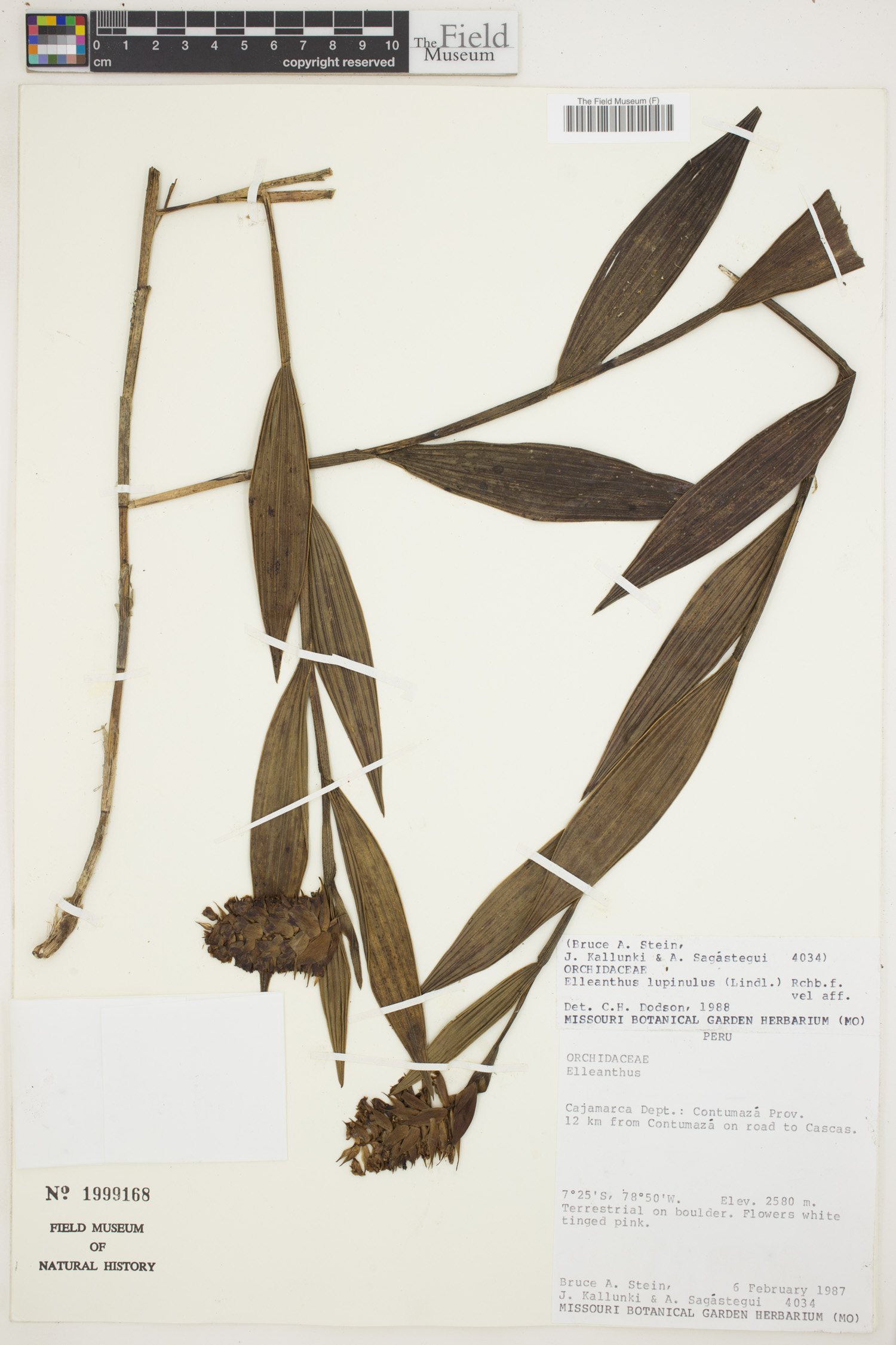 Elleanthus lupulinus image