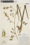 Encyclia cyperifolia image