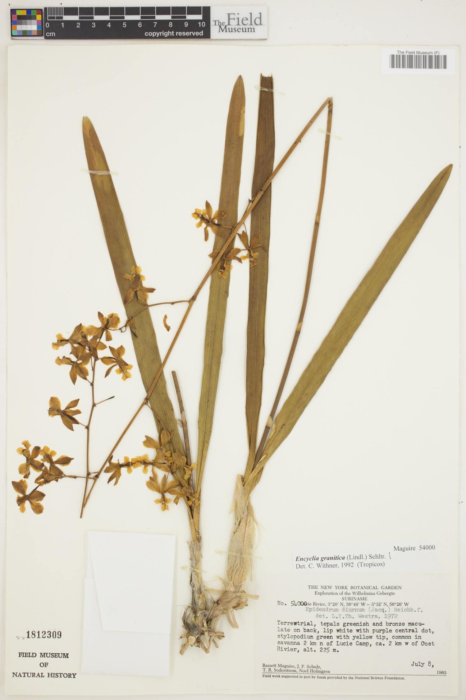 Encyclia granitica image