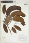 Campsiandra angustifolia image