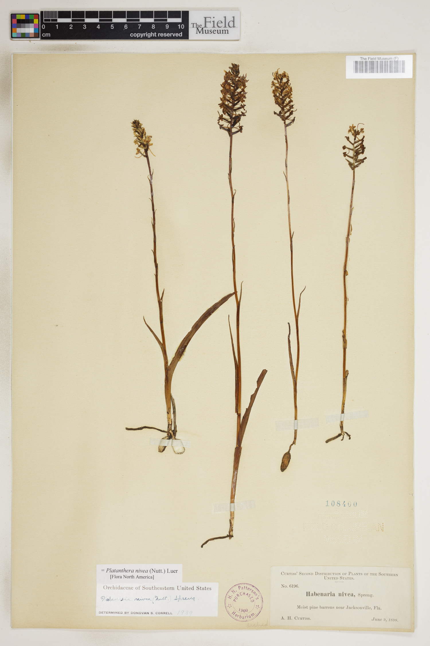 Platanthera nivea image