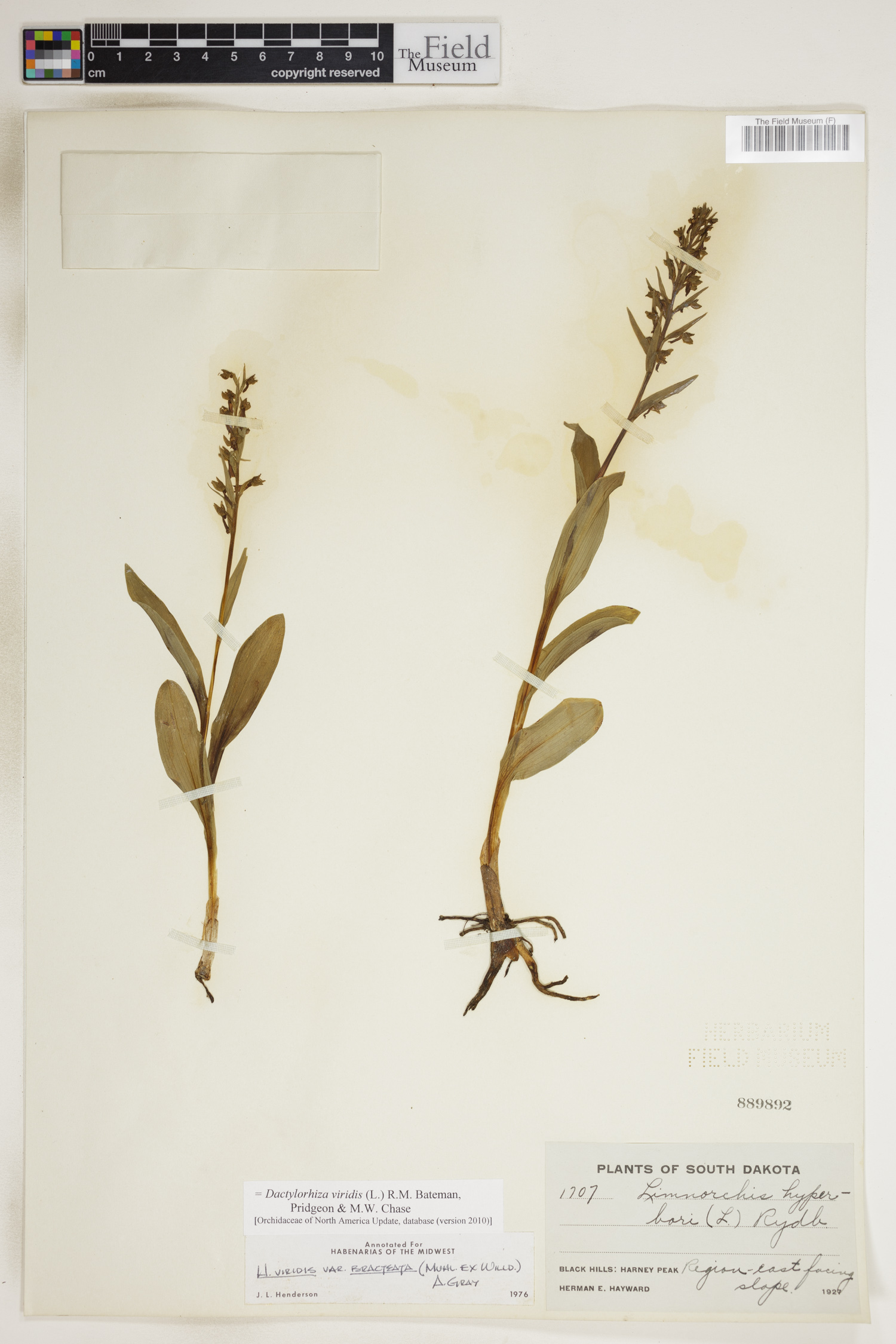 Dactylorhiza viridis image