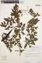 Pleonotoma jasminifolia image