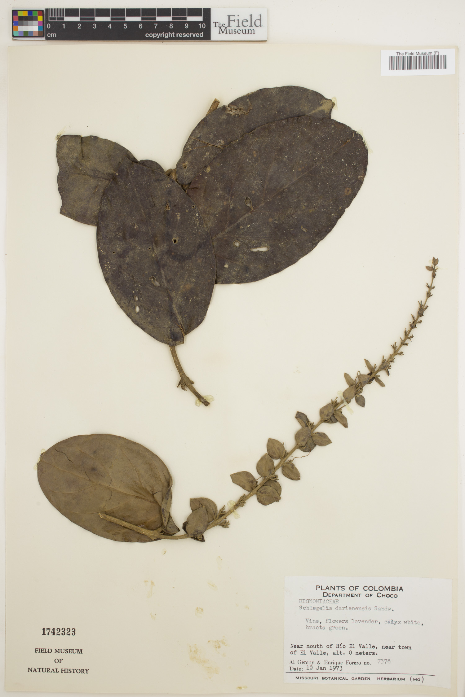 Schlegelia darienensis image
