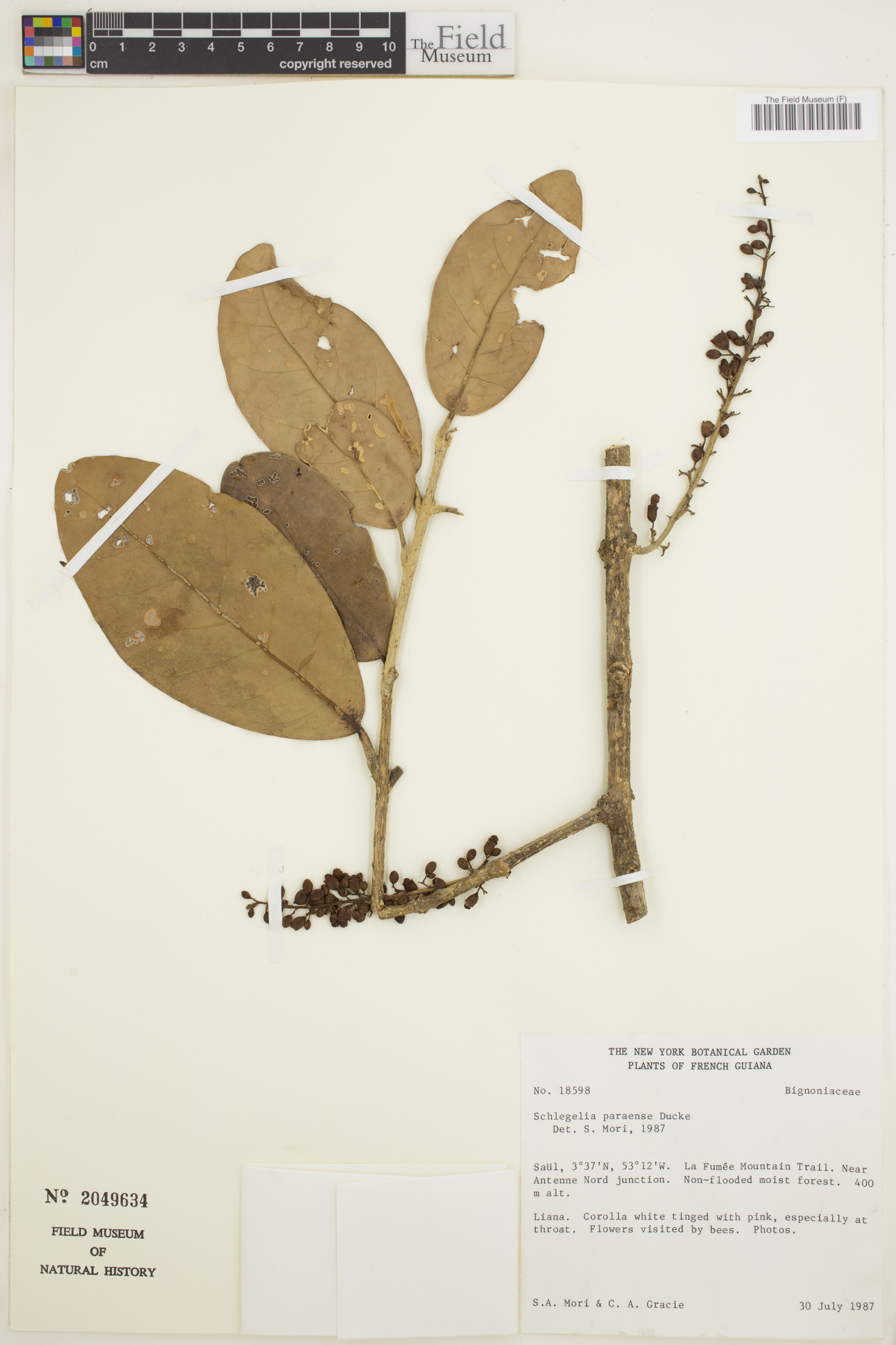 Schlegelia paraensis image