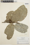 Schlegelia paraensis image