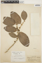 Schlegelia roseiflora image