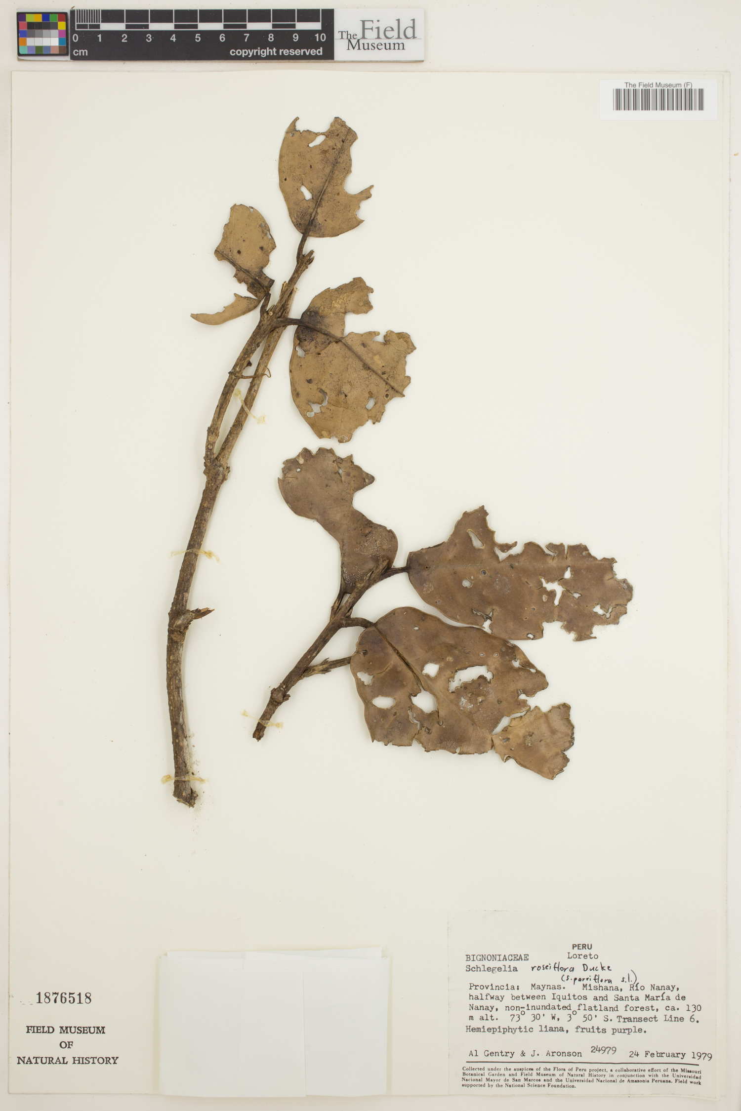 Schlegelia roseiflora image