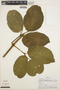Stizophyllum inaequilaterum image