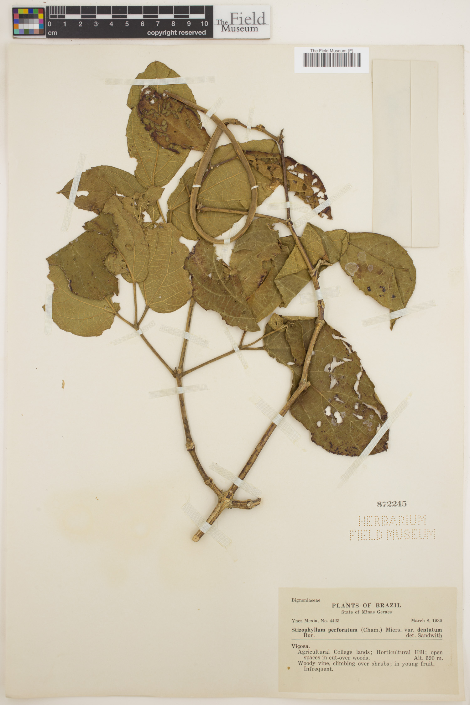 Stizophyllum perforatum image