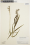 Epidendrum acuminatum image