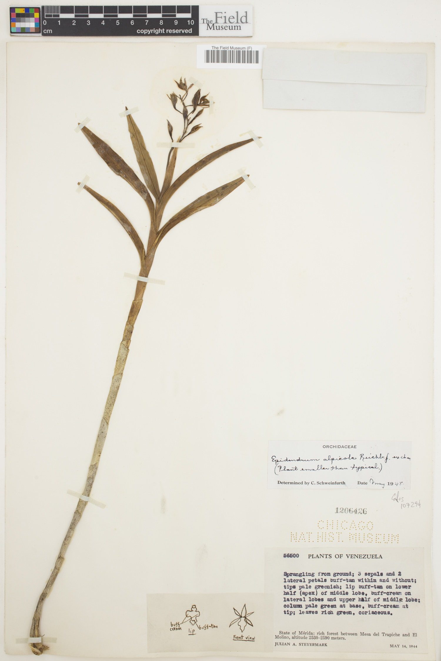 Epidendrum alpicola image