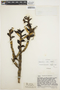 Epidendrum alsum image