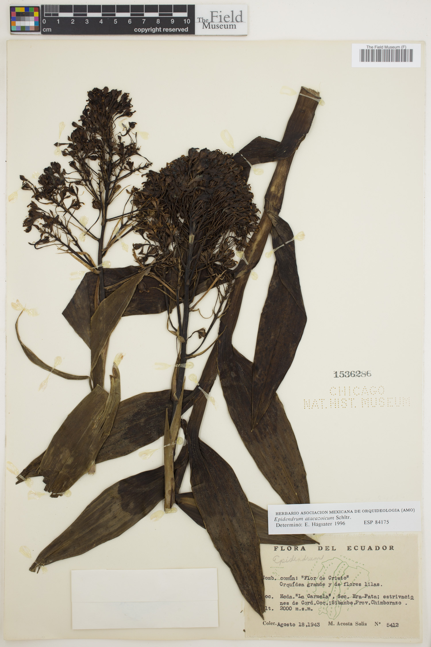 Epidendrum atacazoicum image