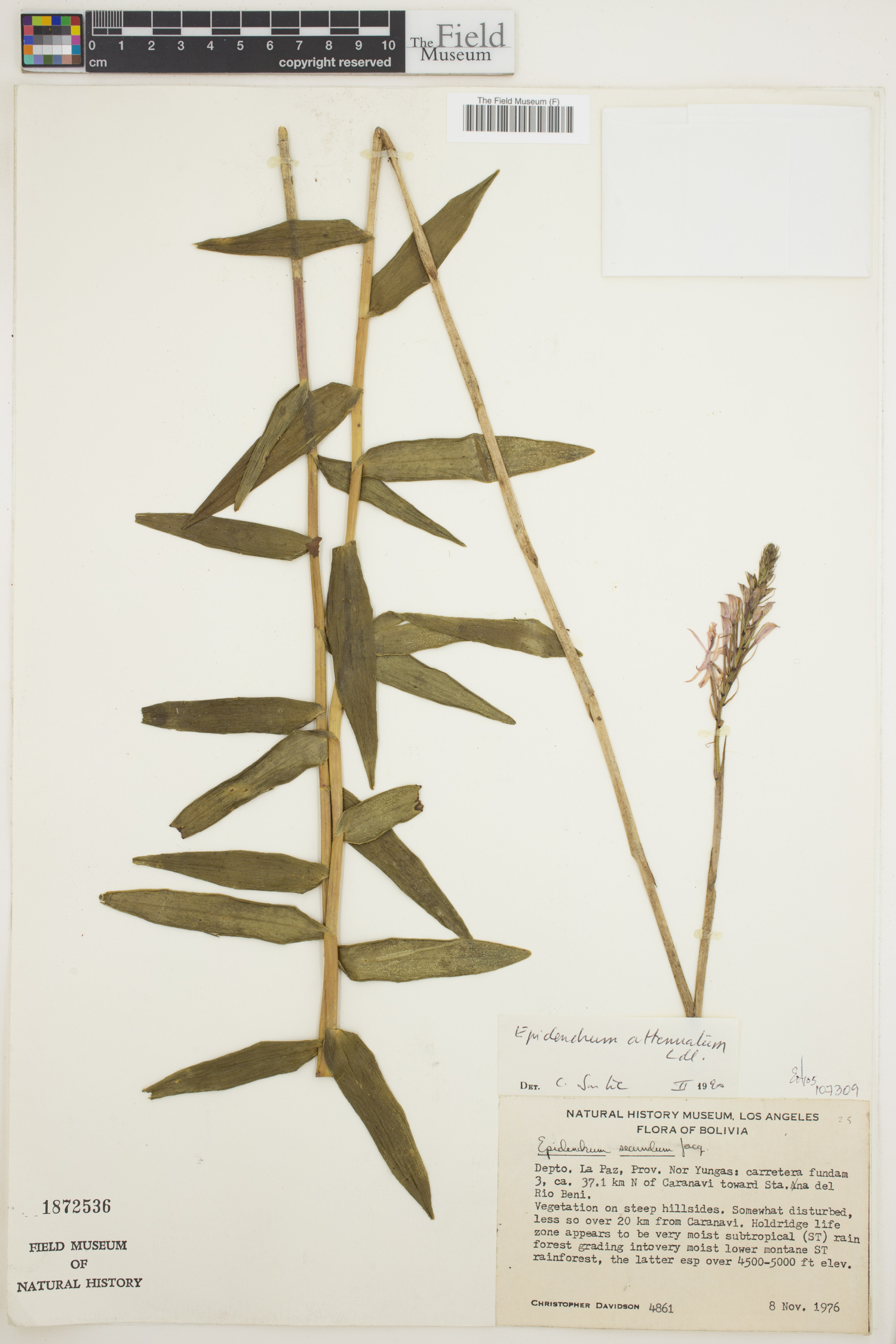 Epidendrum attenuatum image