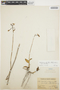 Epidendrum calanthum image